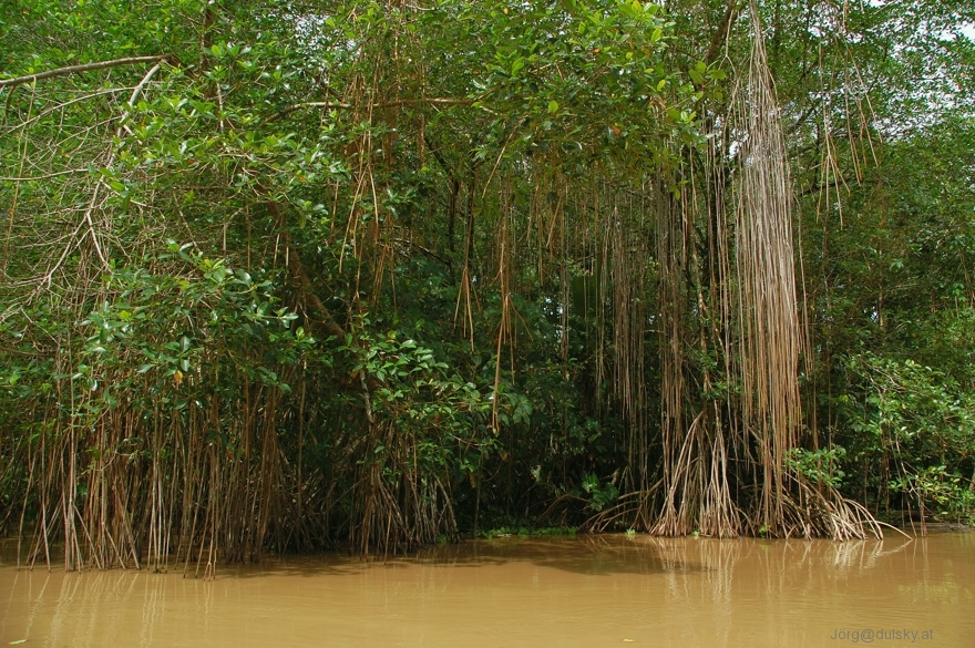 Mangrovenwälder an der Karibik-Küste