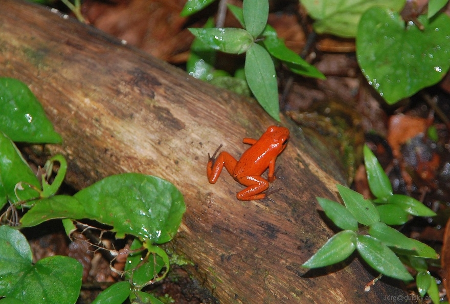 Pfeilgiftfrosch im Regenwald
