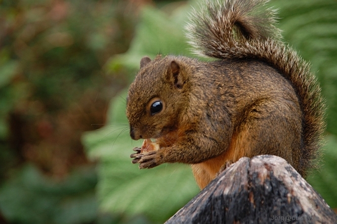 Squirrel im National Park Poas